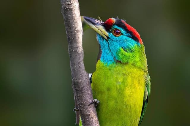 Munsiari Birding tour