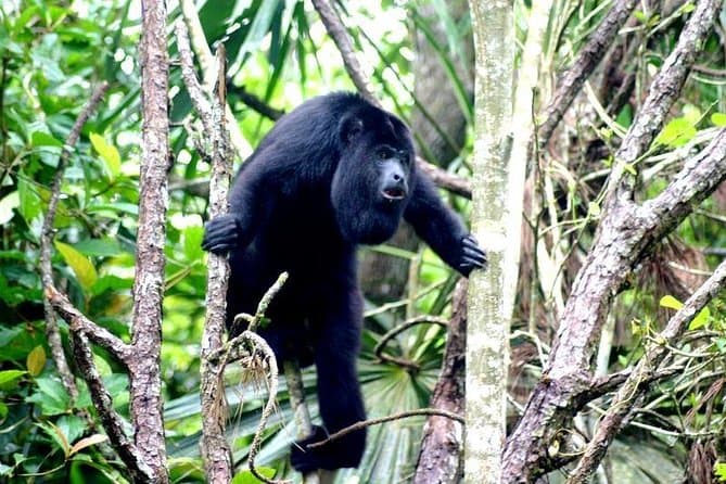 Top Wildlife Adventures at Howler Monkey Sanctuary, Belize