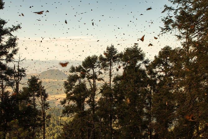 Unforgettable Monarch Butterfly Migration Tours in Morelia