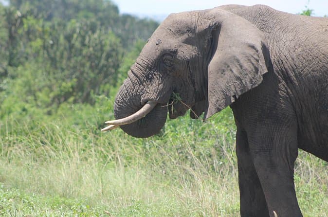 Best Pearl of Africa Safari in Kampala Tours