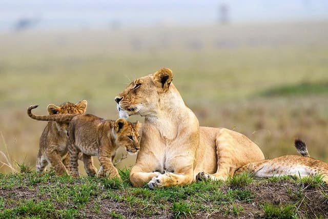 Nairobi National Park, Baby Elephant Orphanage and Giraffe Center