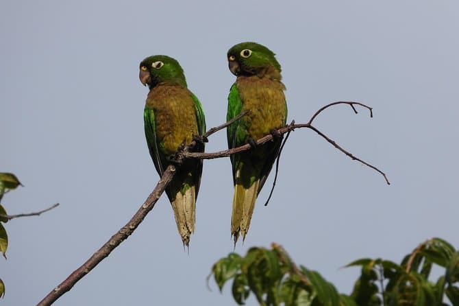 Best Birdwatching Tours in Cancun