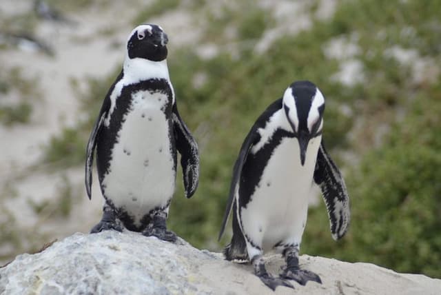 Cape Town Private Tour: Cape of Good hope & Boulders Penguins
