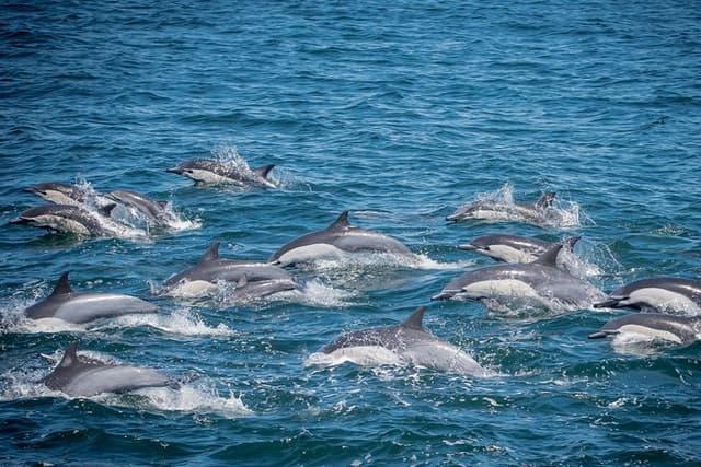 Los Angeles Whale and Dolphin Watching Cruise from West Harbor