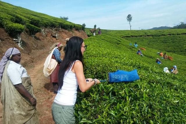 Tea planation walking In Munnar- (by Munnar Info)