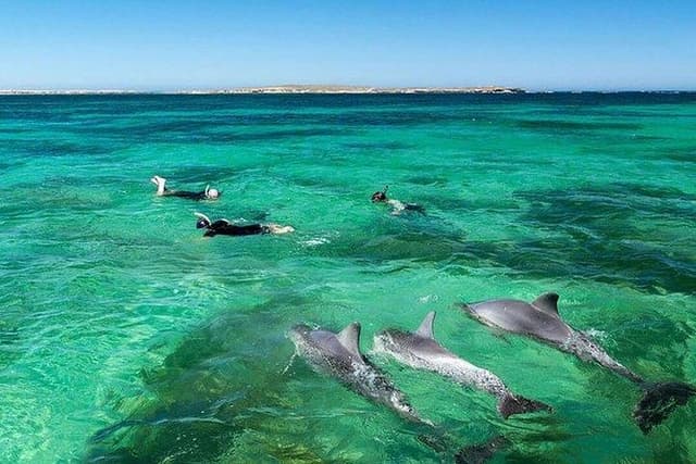 Dolphin Encounters, Ile aux Benitier & Crystal rock: Full-Day (Lunch & Transfer)