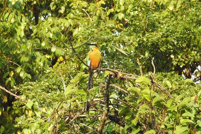 Best Playa del Carmen Birdwatching Experiences & Tours