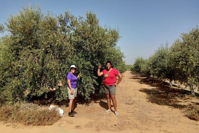 Authentic Seville Olive Oil Farm Tours & Tastings
