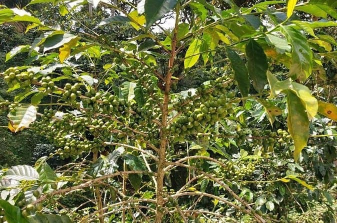 Top-Rated Huatulco Coffee Tours & Tastings