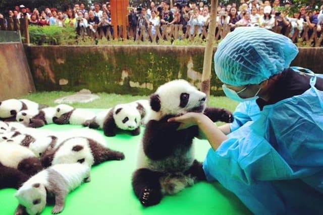 Private Day Tour of Chengdu City Highlights with Xiongmao Jidi
