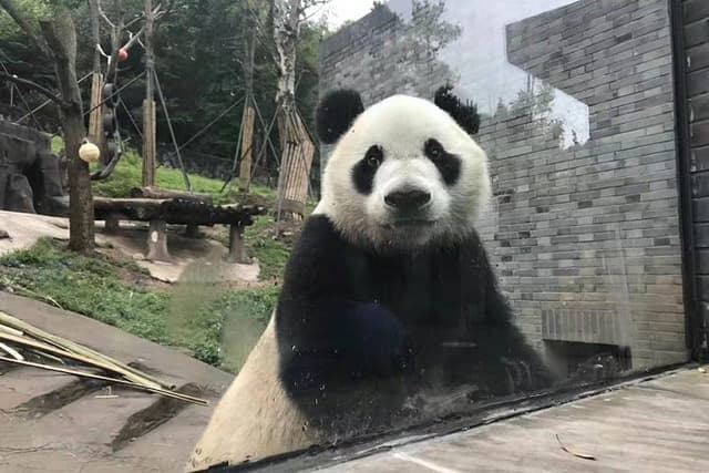 All Inclusive Customizable Chengdu Full Day Panda Tour