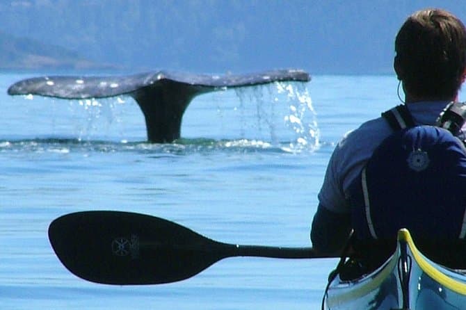 Best San Juan Island Kayak Tours & Paddling Adventures