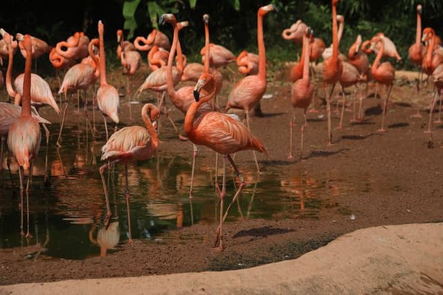 Mandai wildlife Singapore with Tram Ride ticket only