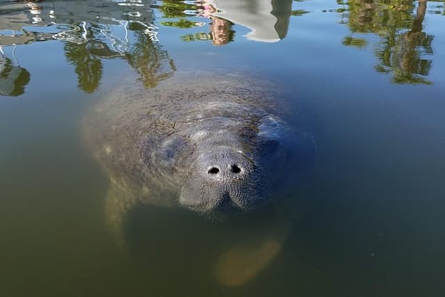 Mangrove Tunnels, Dolphins, Manatee Tour #1 Rated in Cocoa Beach