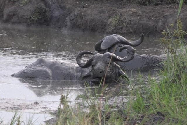 1 Day Lake Mburo Wildlife Safari