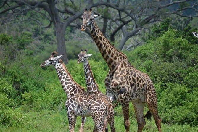 Unforgettable Zanzibar Safari & Arusha Adventure Tours