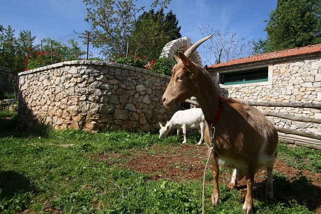 Korcula Island Mountain E Bike Private tour with lunch