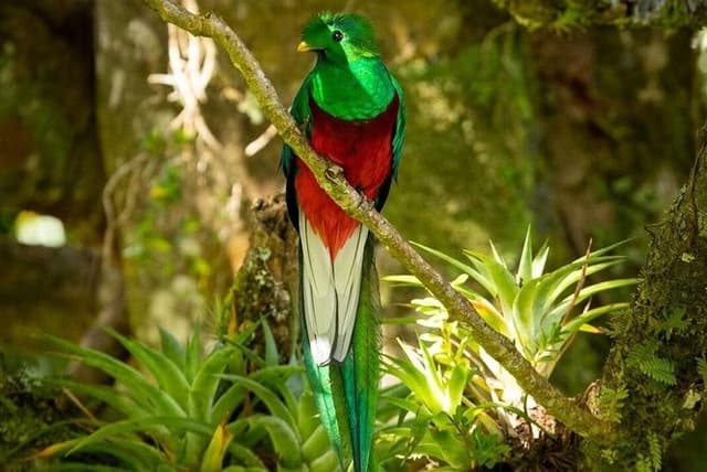 Birdwatching in Monteverde