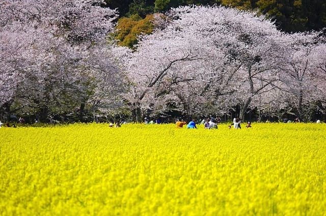 Day Trip for SAKURA at Aso & Kumamoto from Fukuoka with Minibus
