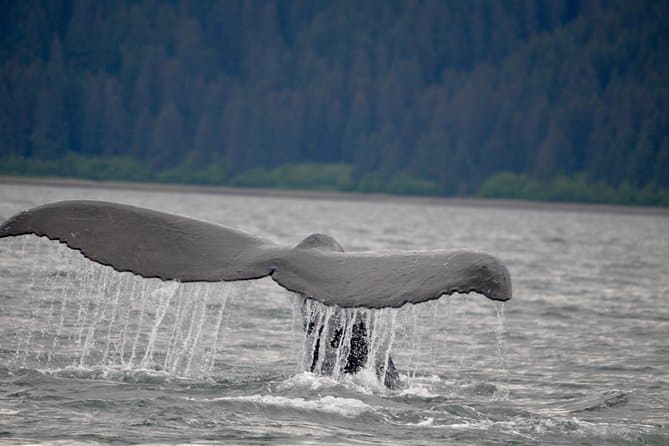 Hoonah Whale Watching: Giants of Southeast Alaska