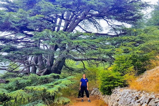 Private Baalbek, Ksara Winery & Chouf Cedars | Guided Tour