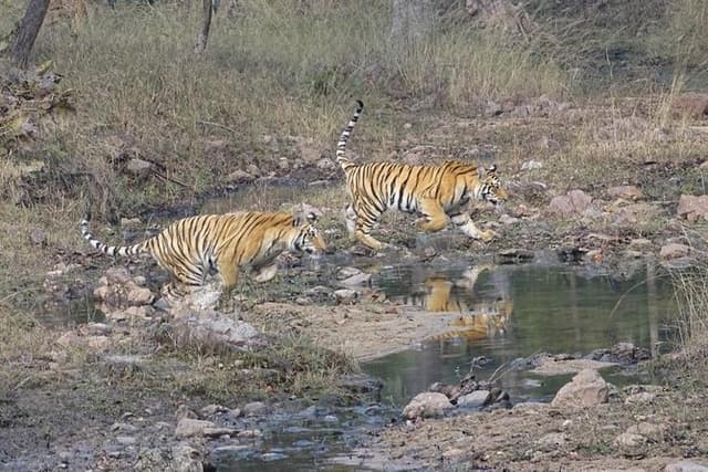 Exclusive Ranthambore Tiger Safari