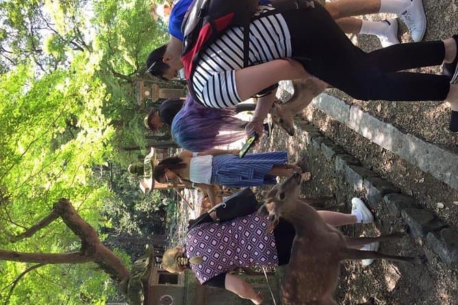 Best Nara Park Tours: Sacred Deer & Historic Temples