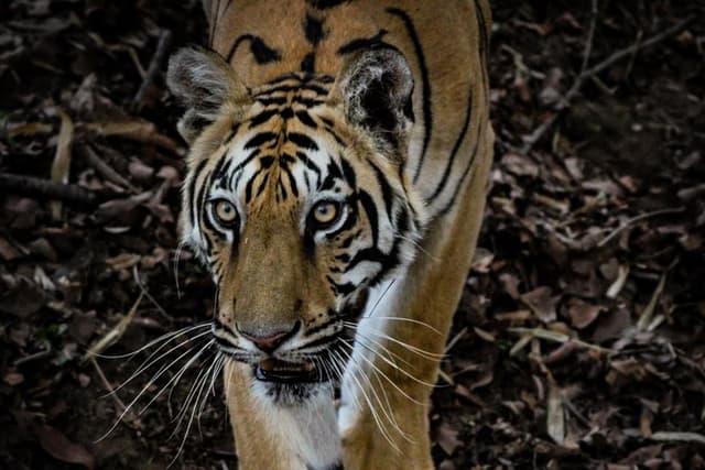 Exclusive Bandhavgarh Tiger Safari
