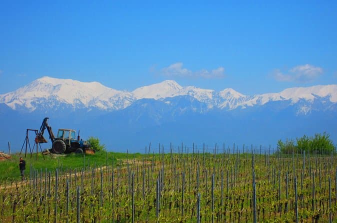 Top Rated Shamakhi Wine Tours from Baku