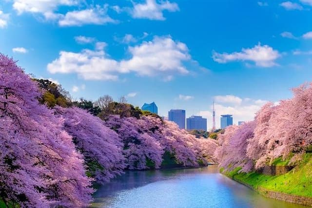 Sakura Cherry Blossom Private Tour with Native Japanese Driver