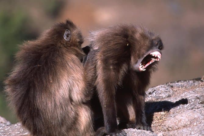 Gonder Simien Trek: Wildlife, Peaks & Views