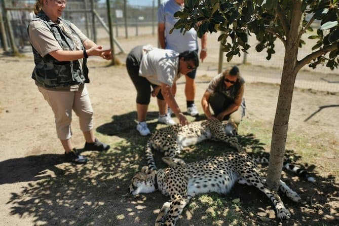 Best Cheetah Outreach Experiences Cape Town