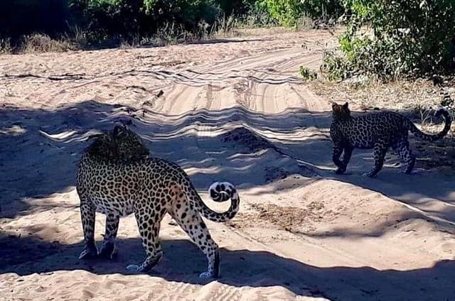 Hwange Safari Day Trip in From Victoria Falls