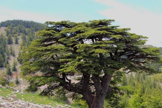 Lebanon tour Cedars Reserve & Beiteddine Palace, pick-up & guide