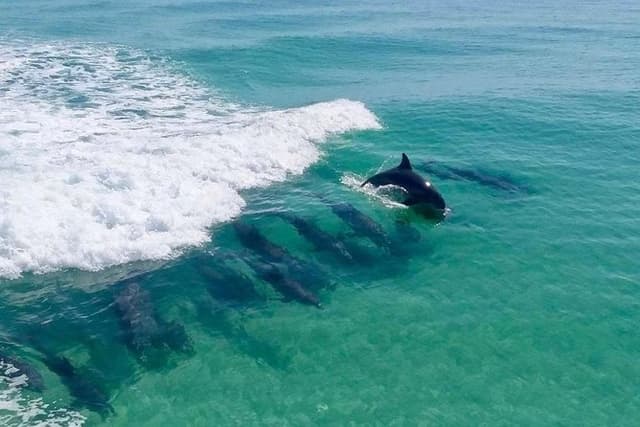 Destin Dolphin Cruise
