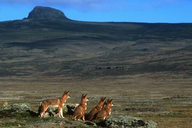 Unforgettable Bale Mountains Trekking Adventures