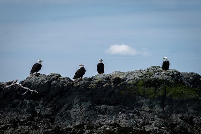Lighthouse, Totems & Eagles Excursion (Ketchikan)