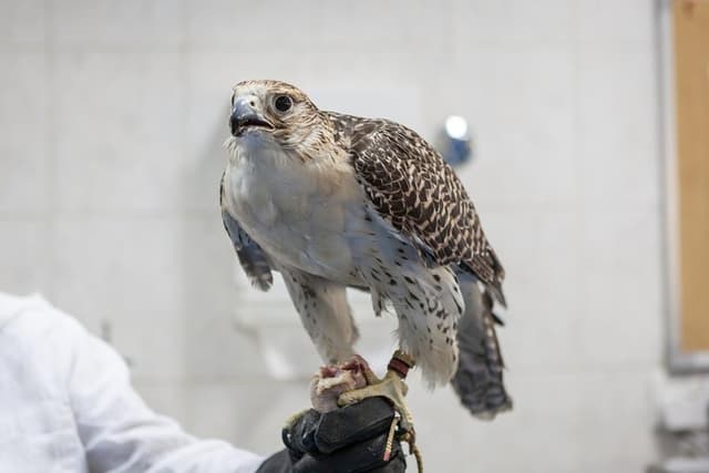 Falcon Hospital Tour with Hotel Pick up & Drop off