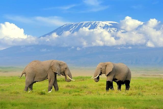 1 Day Classic Amboseli Safari