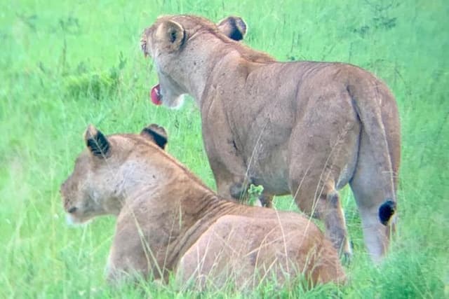 1 Day Safari to Mikumi NP by Electric Train