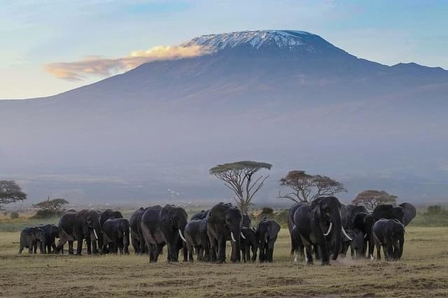 Day Tour To Amboseli National Park