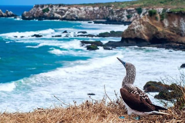 Isla de la Plata Snorkeling Tour – Machalilla National Park