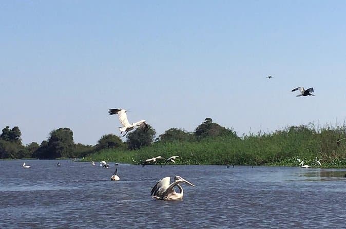 Best Prek Toal Bird Sanctuary Tours & Boat Trips