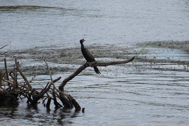 Zambezi River Bird watching