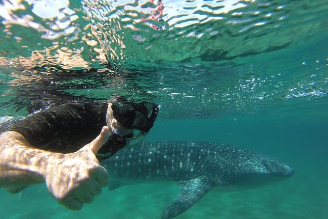 Unforgettable Whale Shark Snorkeling Adventures in La Paz
