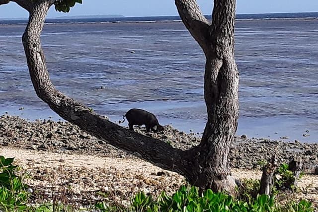 Full Island Cultural and History Tour