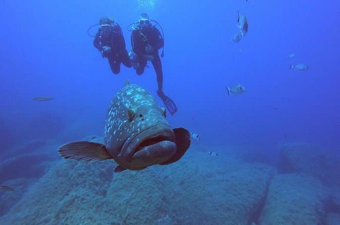 Compare Diving Tours in La Maddalena