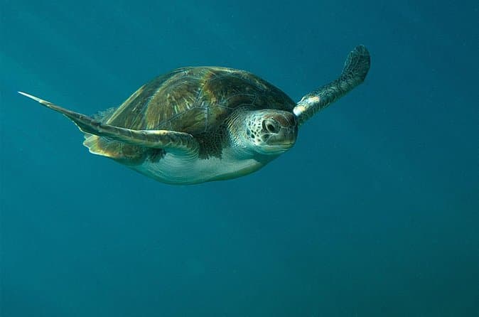 Compare Top Abades Diving Experiences