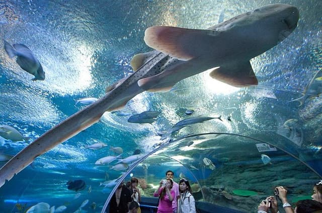 Underwater World at Pattaya Admission Ticket