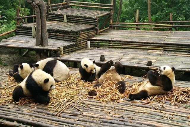 Chengdu Panda and Huanglongxi Ancient Town Private Day Tour
